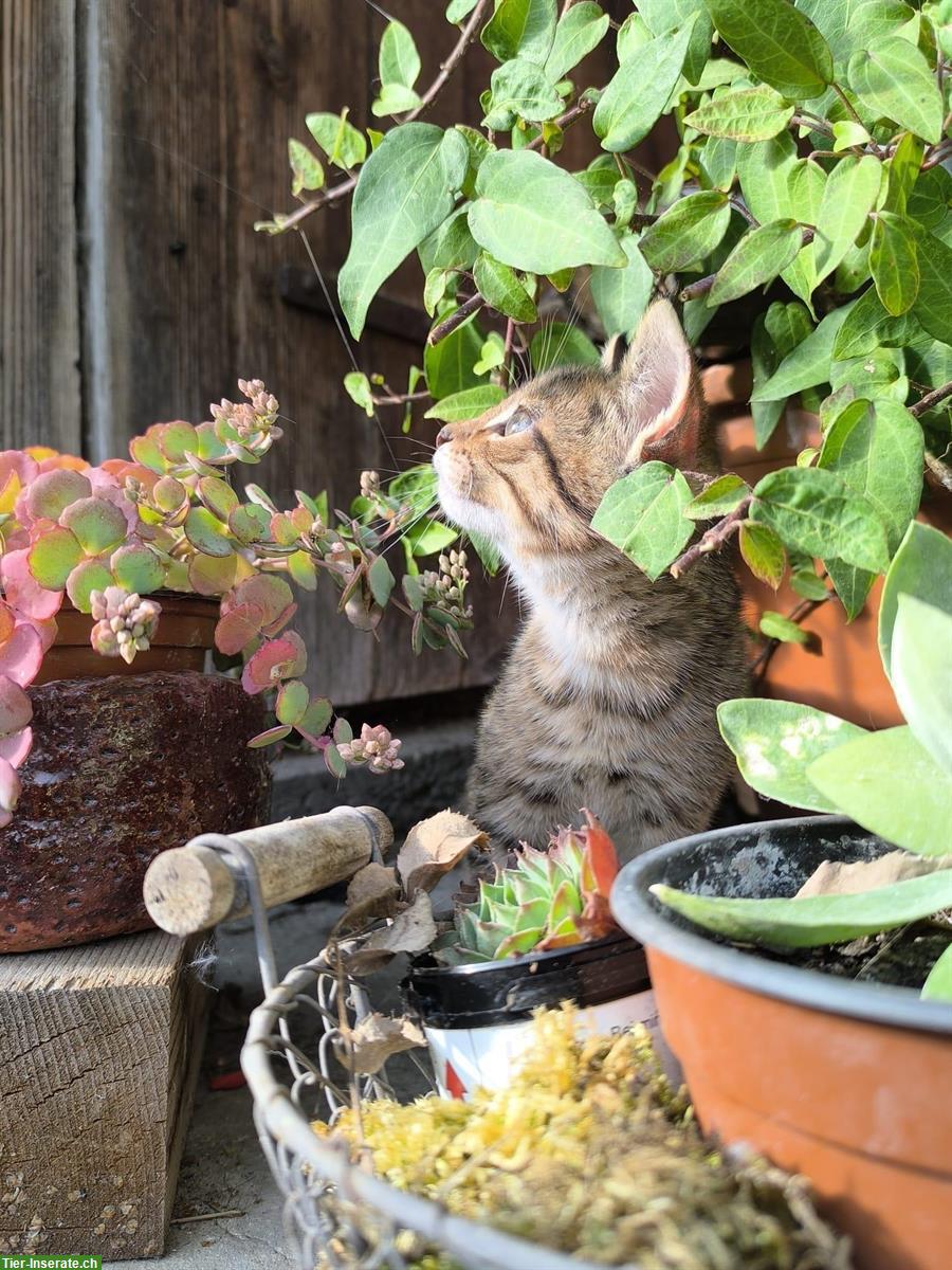 Bild 4: Junge Katzen stubenrein vom Bauernhof