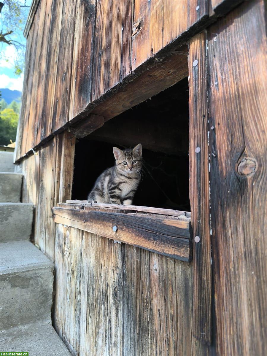 Bild 5: Junge Katzen stubenrein vom Bauernhof