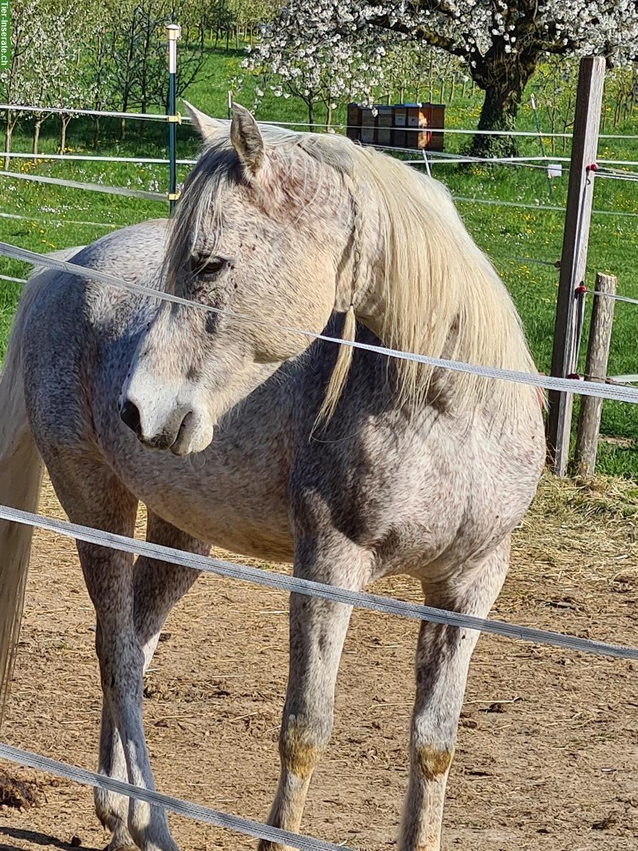 Bild 3: 15-jähriger Araber Wallach in beste Hände verkaufen