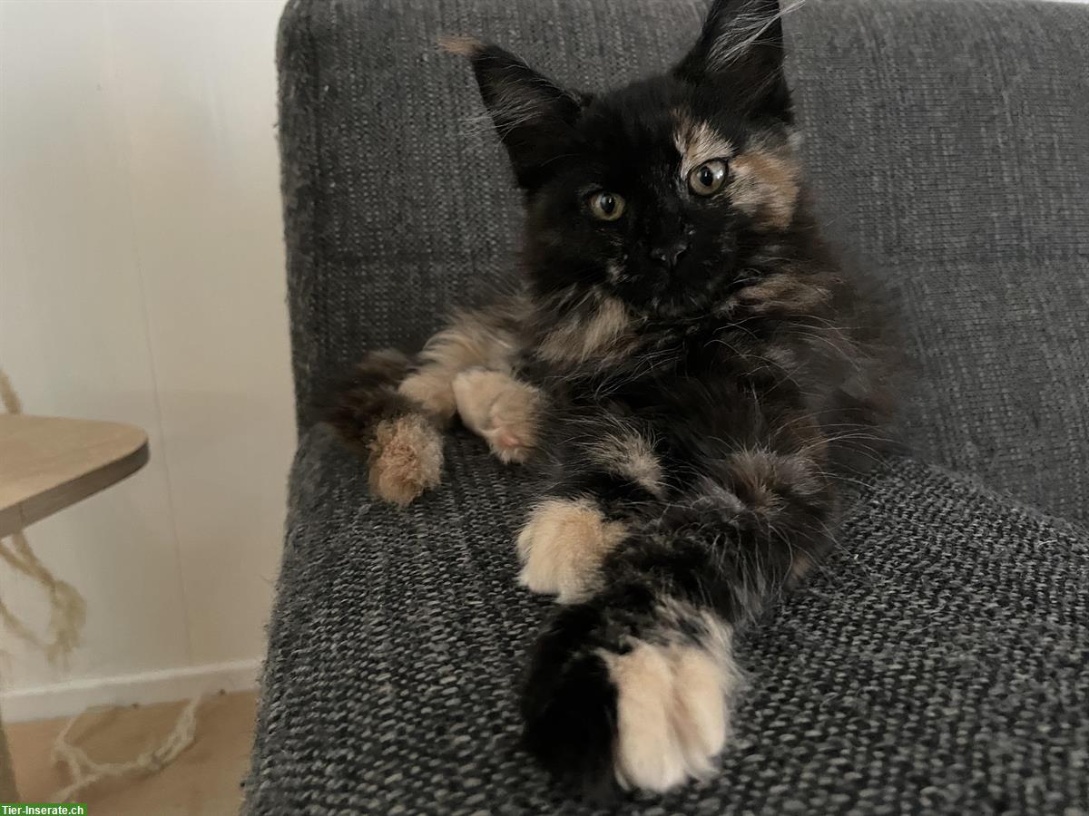 Schöne Maine Coon Kitten zu verkaufen