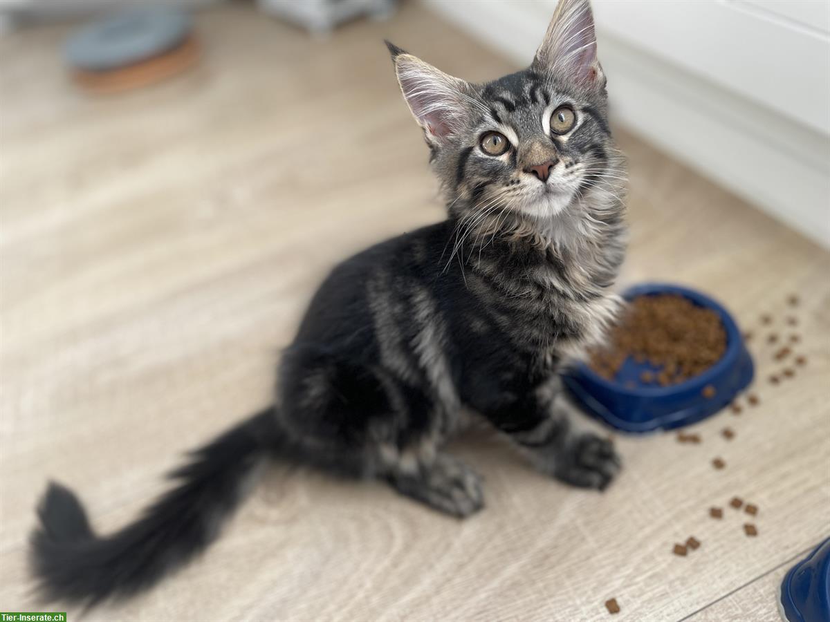 Bild 2: Schöne Maine Coon Kitten zu verkaufen