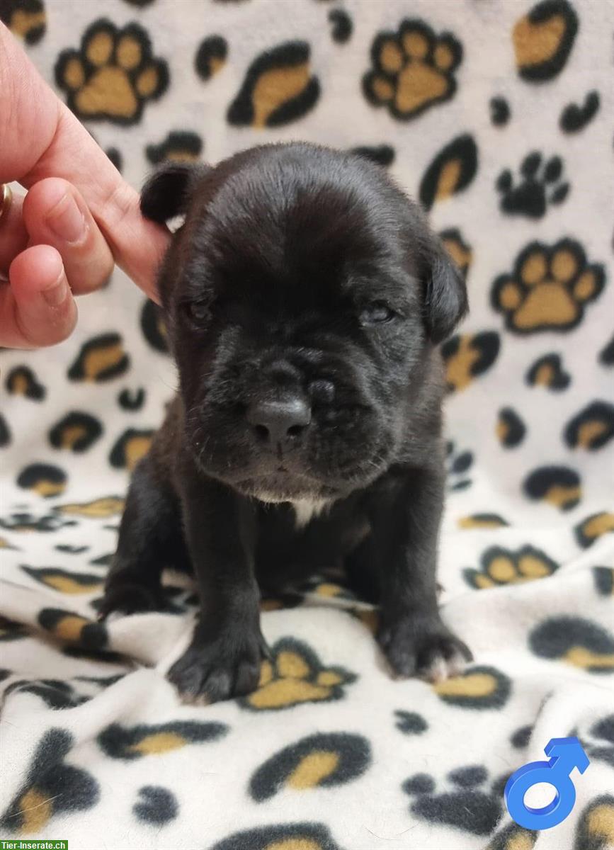 Bild 5: Sehr schöne Cane Corso Welpen suchen ein Zuhause