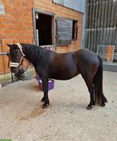 Tolle Pony Stute, 1.17cm an Top Platz abzugeben