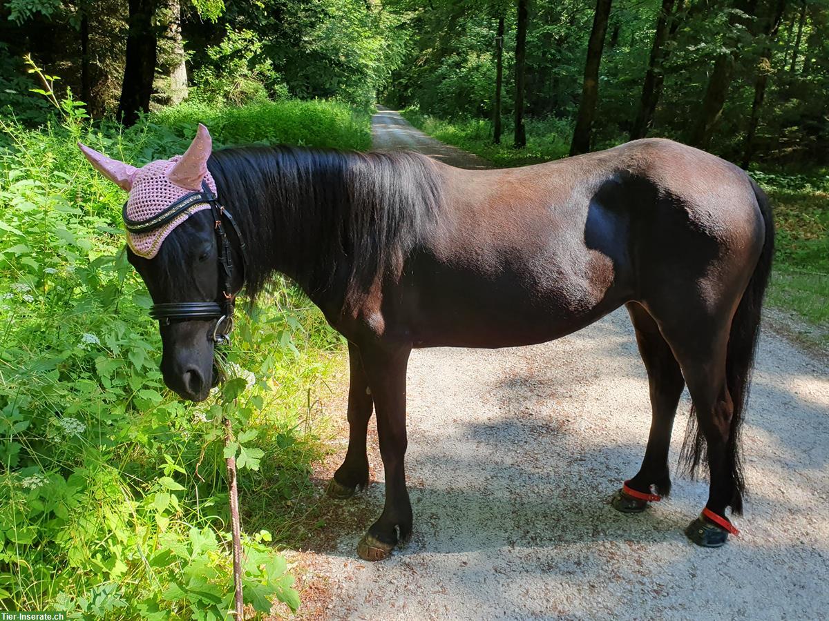 Bild 2: Tolle Pony Stute, 1.17cm an Top Platz abzugeben