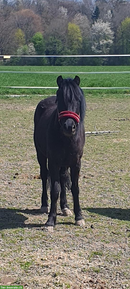 Bild 3: Tolle Pony Stute, 1.17cm an Top Platz abzugeben