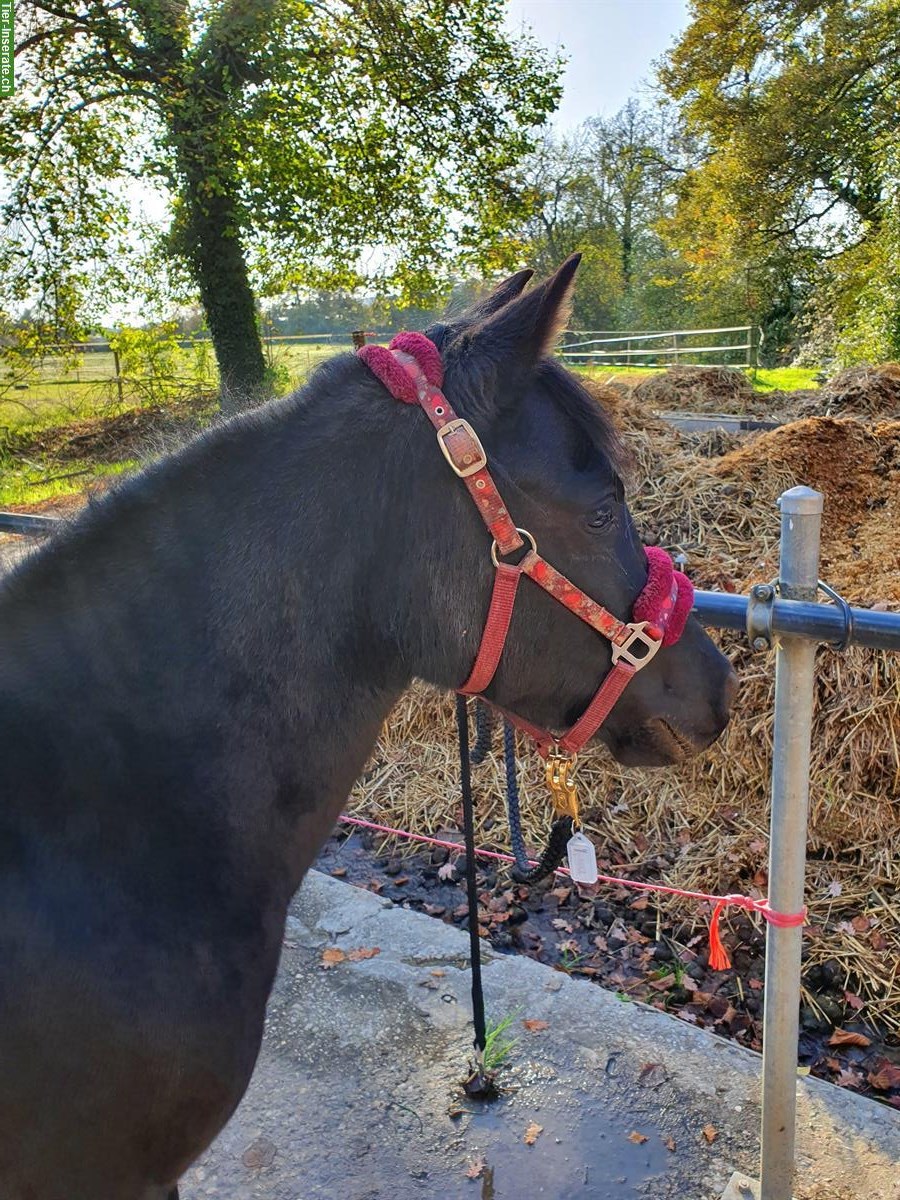 Bild 4: Tolle Pony Stute, 1.17cm an Top Platz abzugeben