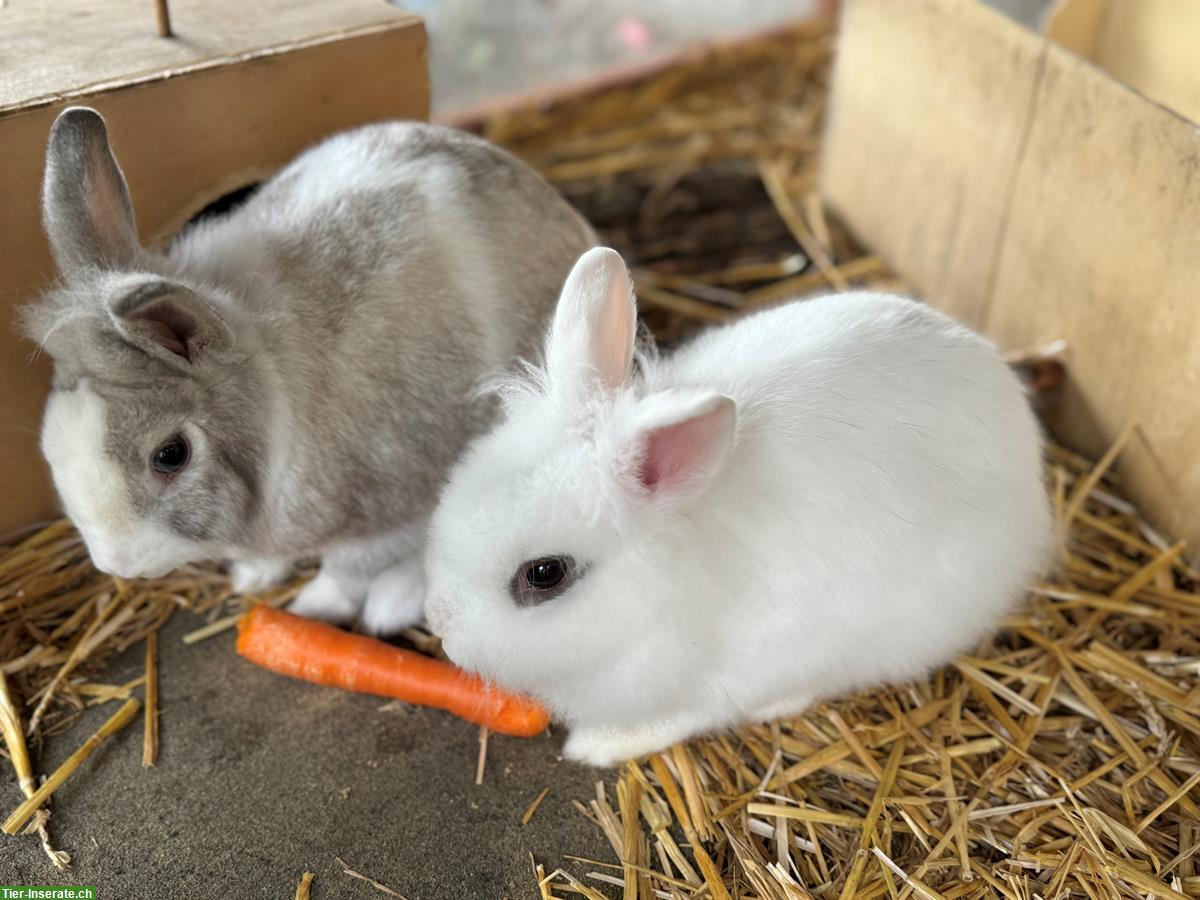 Zwergkaninchen Paar mit Hasenstall