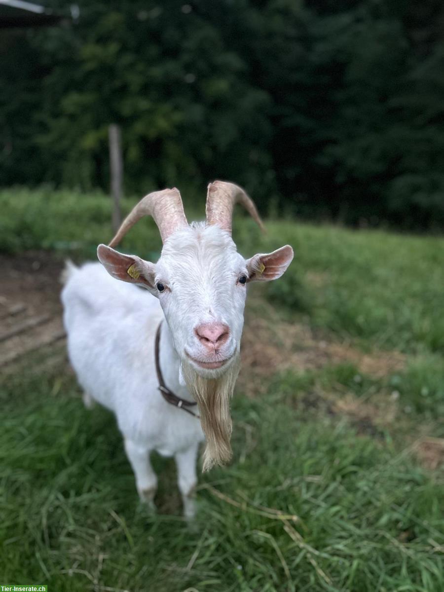 2-jähriger Ziegenbock Saanenziege x Capra Grischa