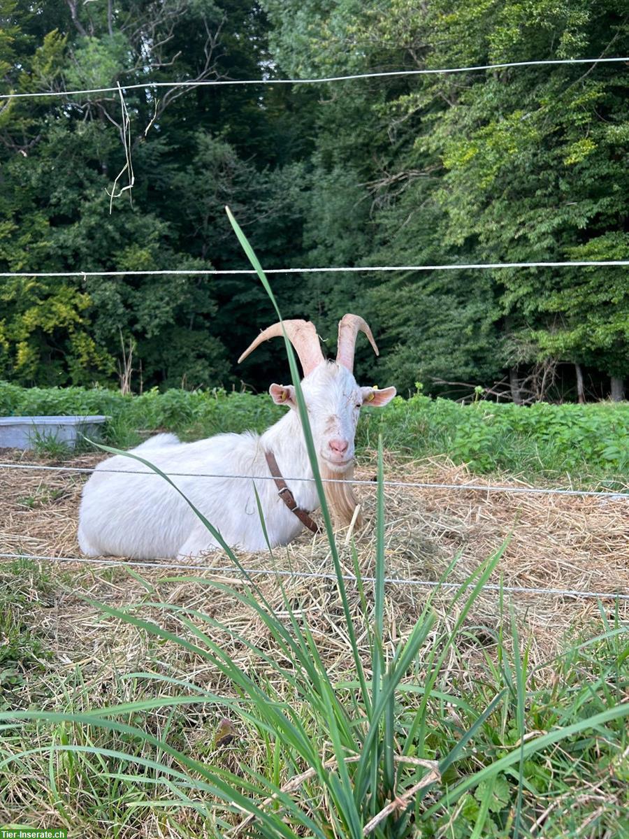 Bild 2: 2-jähriger Ziegenbock Saanenziege x Capra Grischa