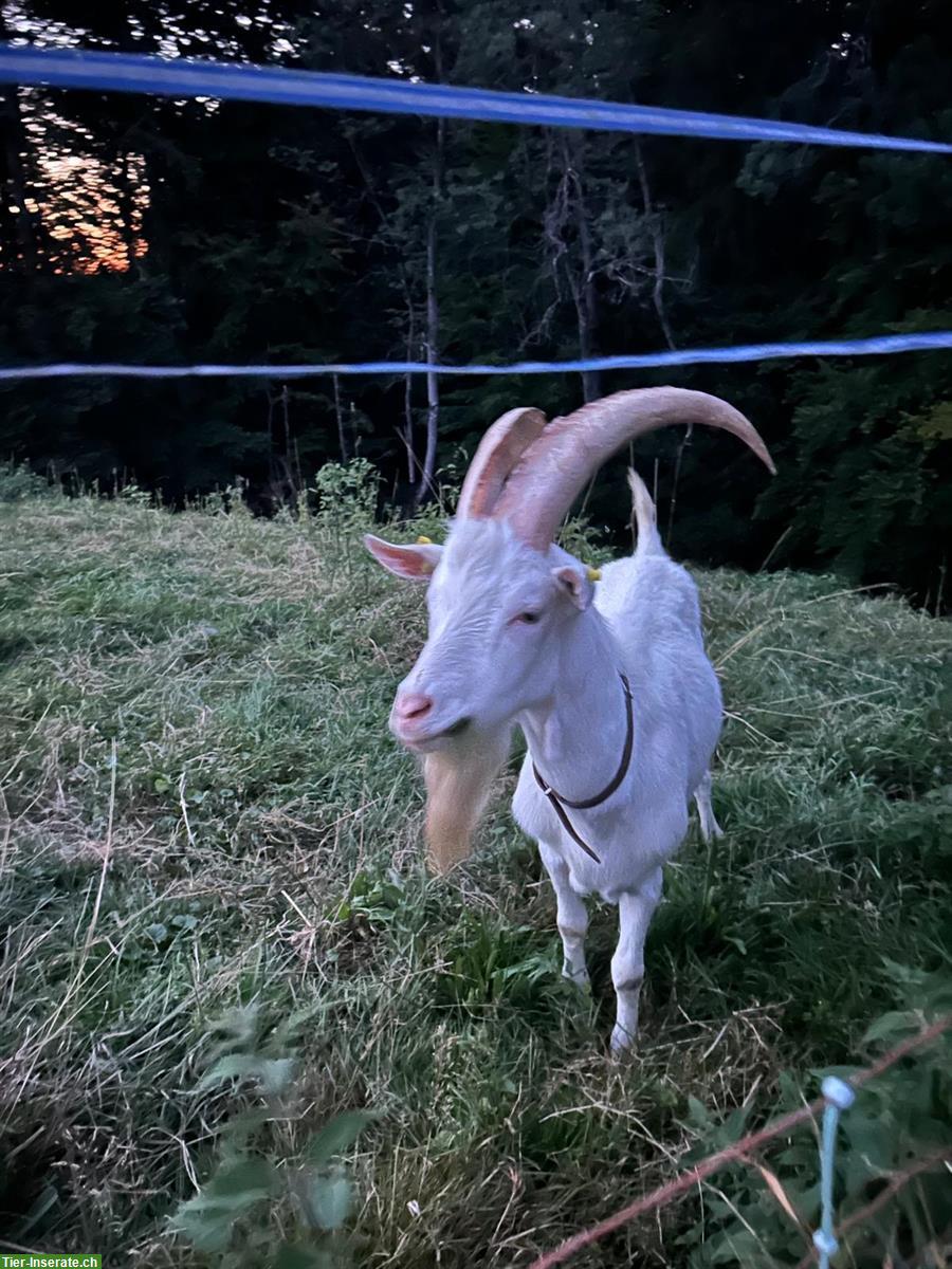 Bild 4: 2-jähriger Ziegenbock Saanenziege x Capra Grischa