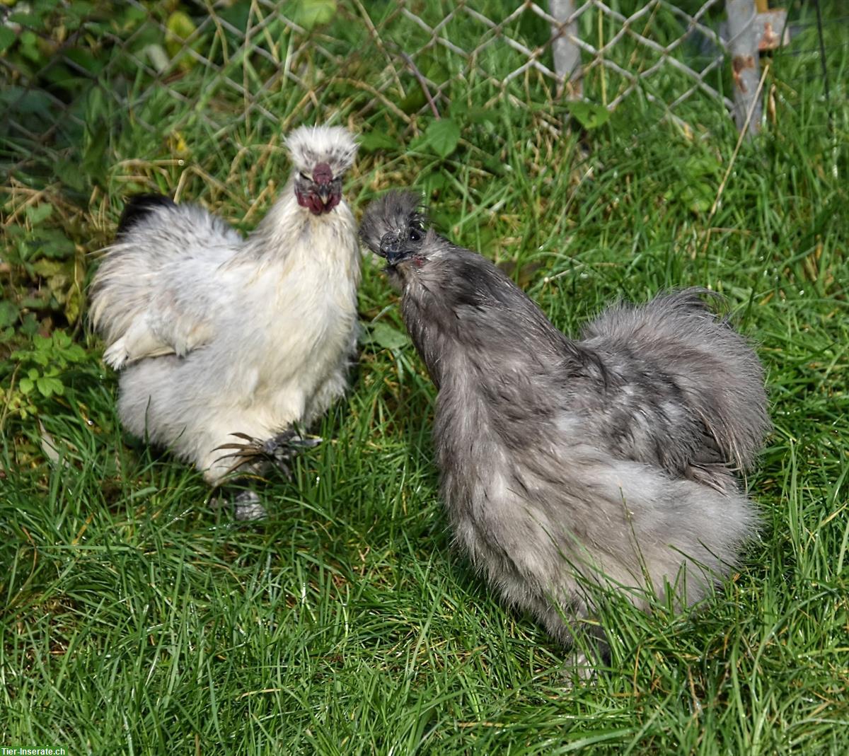 2 US Silkies Junghähne gratis abzugeben