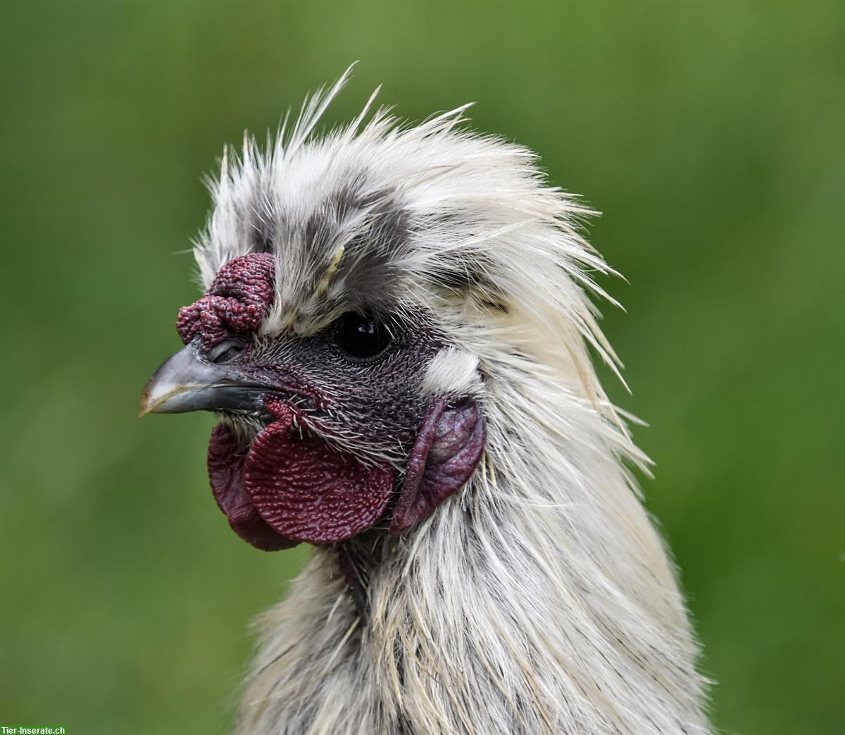 Bild 2: 2 US Silkies Junghähne gratis abzugeben