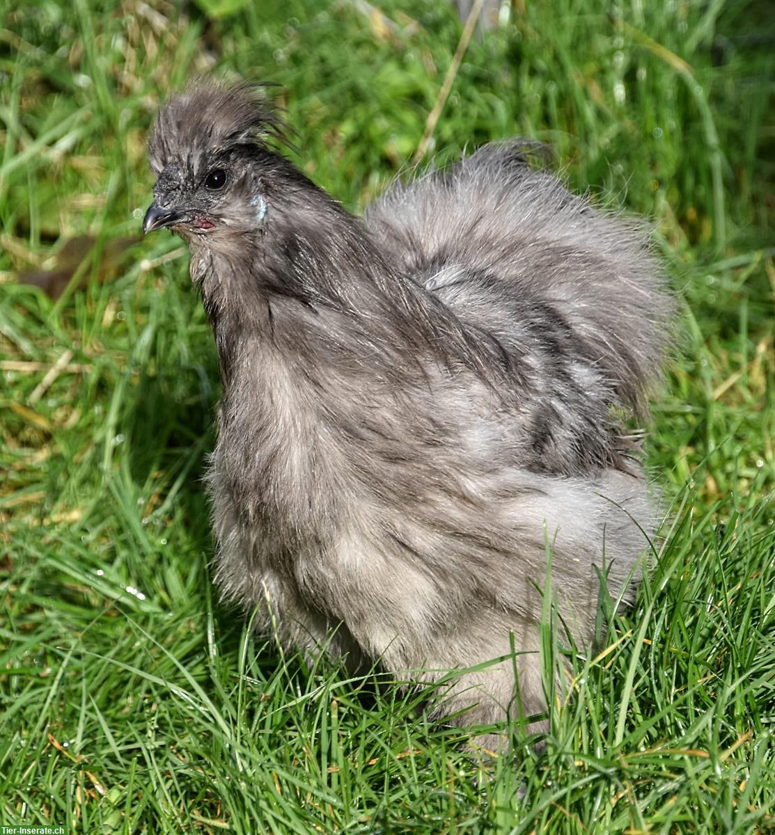 Bild 3: 2 US Silkies Junghähne gratis abzugeben