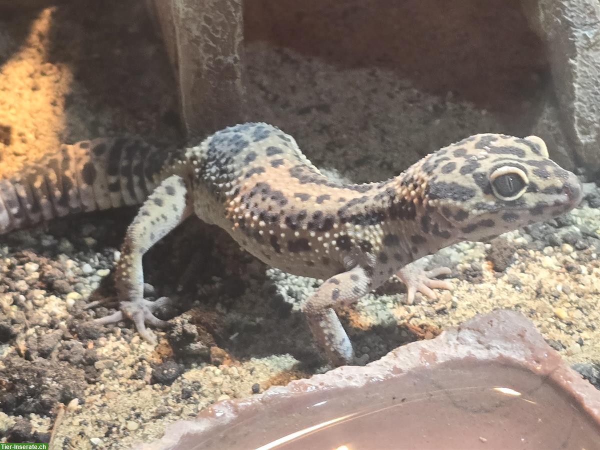 Bild 3: 1.1 Leopardgecko Paar, Männchen und Weibchen