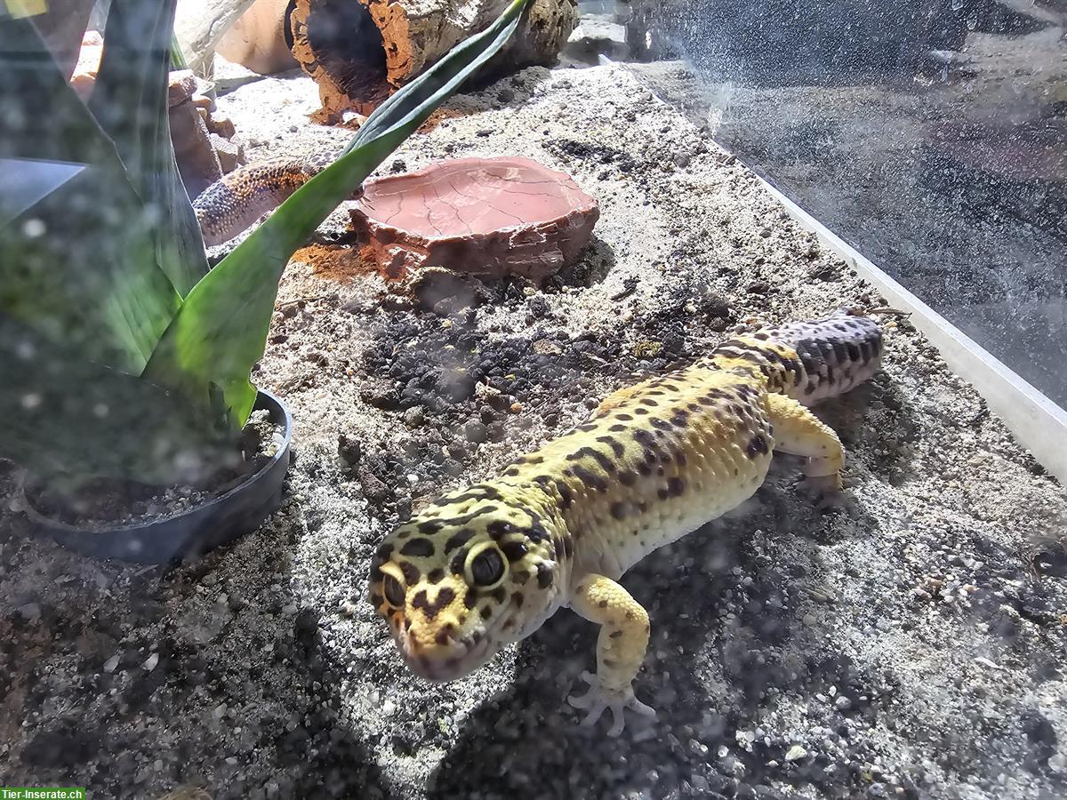 Bild 5: 1.1 Leopardgecko Paar, Männchen und Weibchen