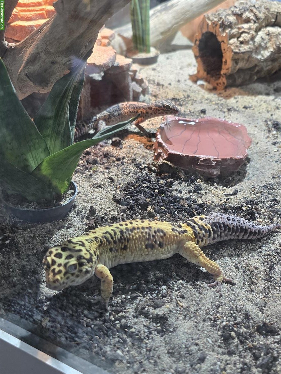 Bild 6: 1.1 Leopardgecko Paar, Männchen und Weibchen