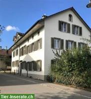 Suche Nachmieter für schöne 2.5 Zimmer Wohnung, Wetzikon ZH