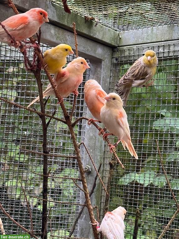 Bild 2: Kanarien Paar gelb, Naturfarben, Gloster Kanarienvögel