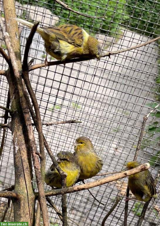 Bild 4: Kanarien Paar gelb, Naturfarben, Gloster Kanarienvögel