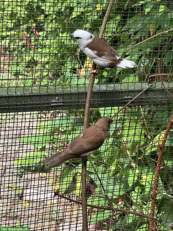 Bild 6: Kanarien Paar gelb, Naturfarben, Gloster Kanarienvögel