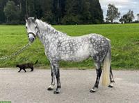 Tolles Welsh Pony B mit Stockmass 1,28m