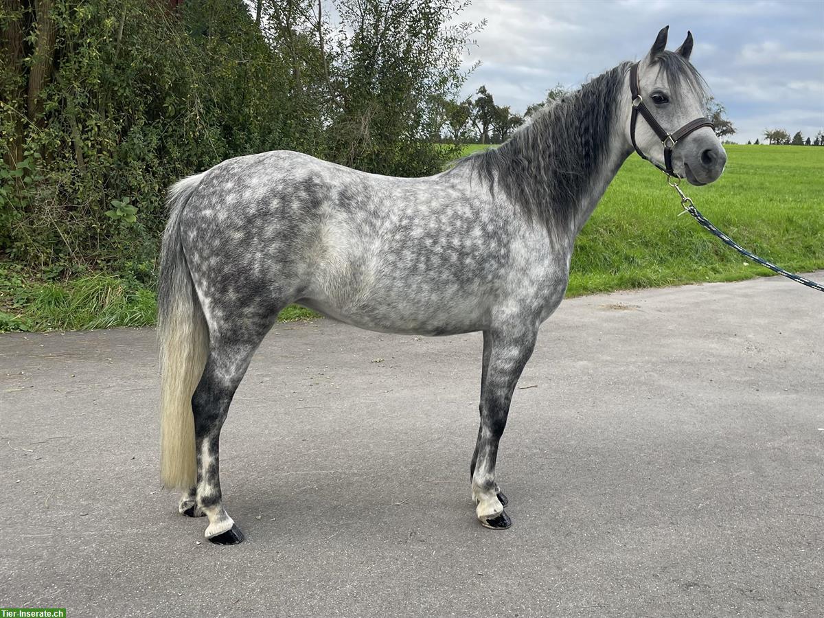 Bild 2: Tolles Welsh Pony B mit Stockmass 1,28m