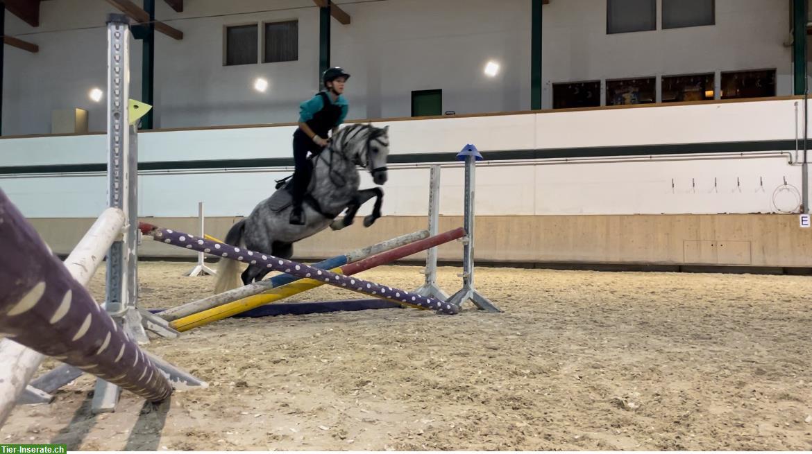 Bild 3: Tolles Welsh Pony B mit Stockmass 1,28m