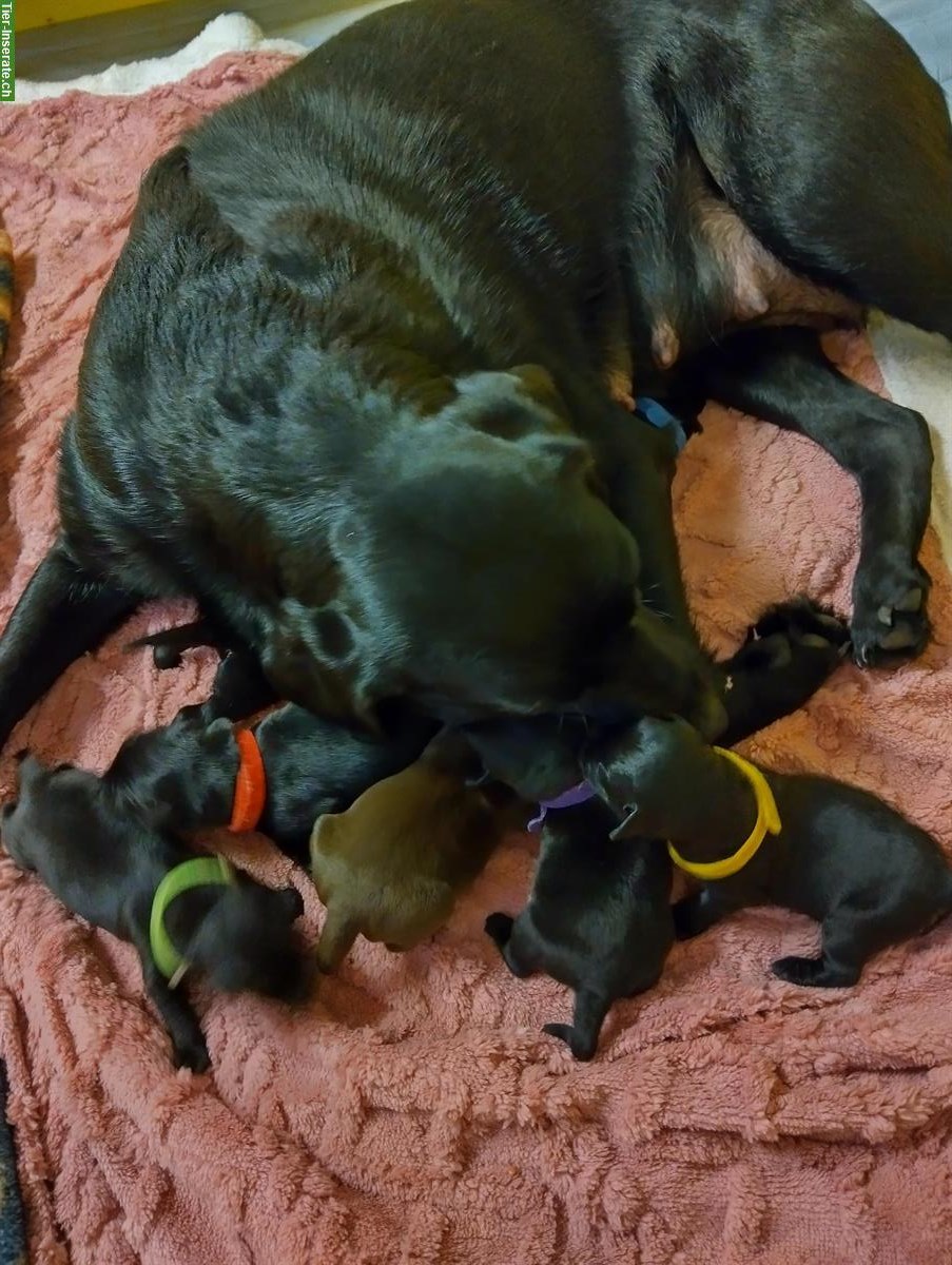 Rassenreine Labrador Welpen in schwarz und braun