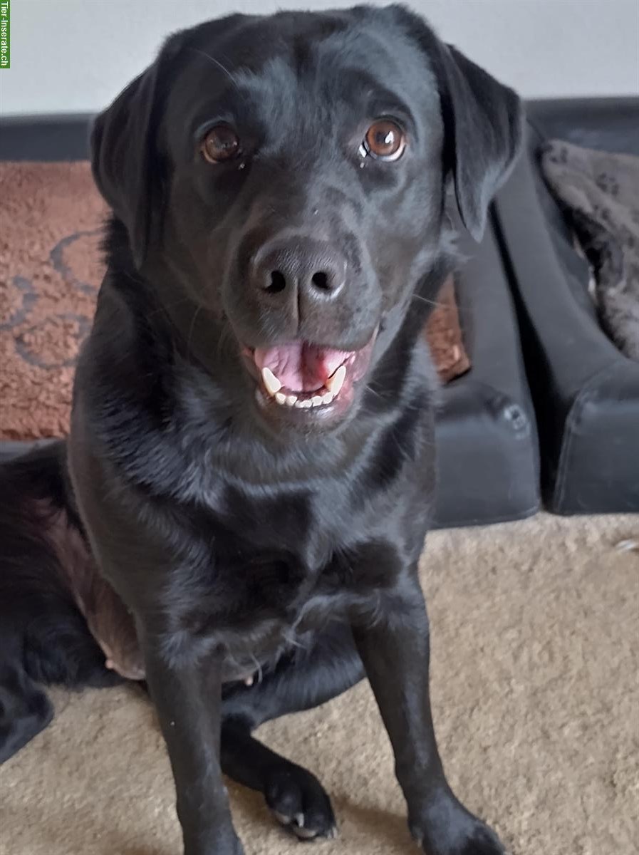 Bild 3: Rassenreine Labrador Welpen in schwarz und braun