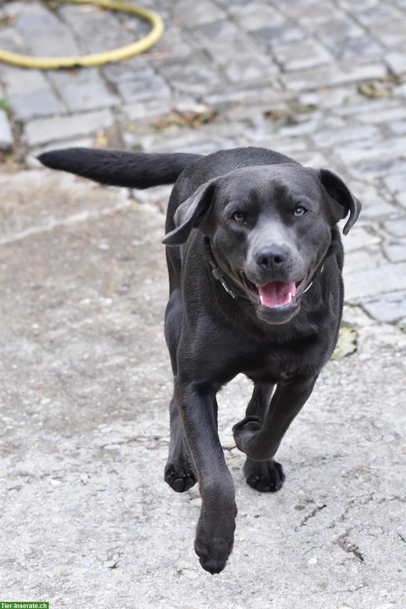 Bild 4: Rassenreine Labrador Welpen in schwarz und braun