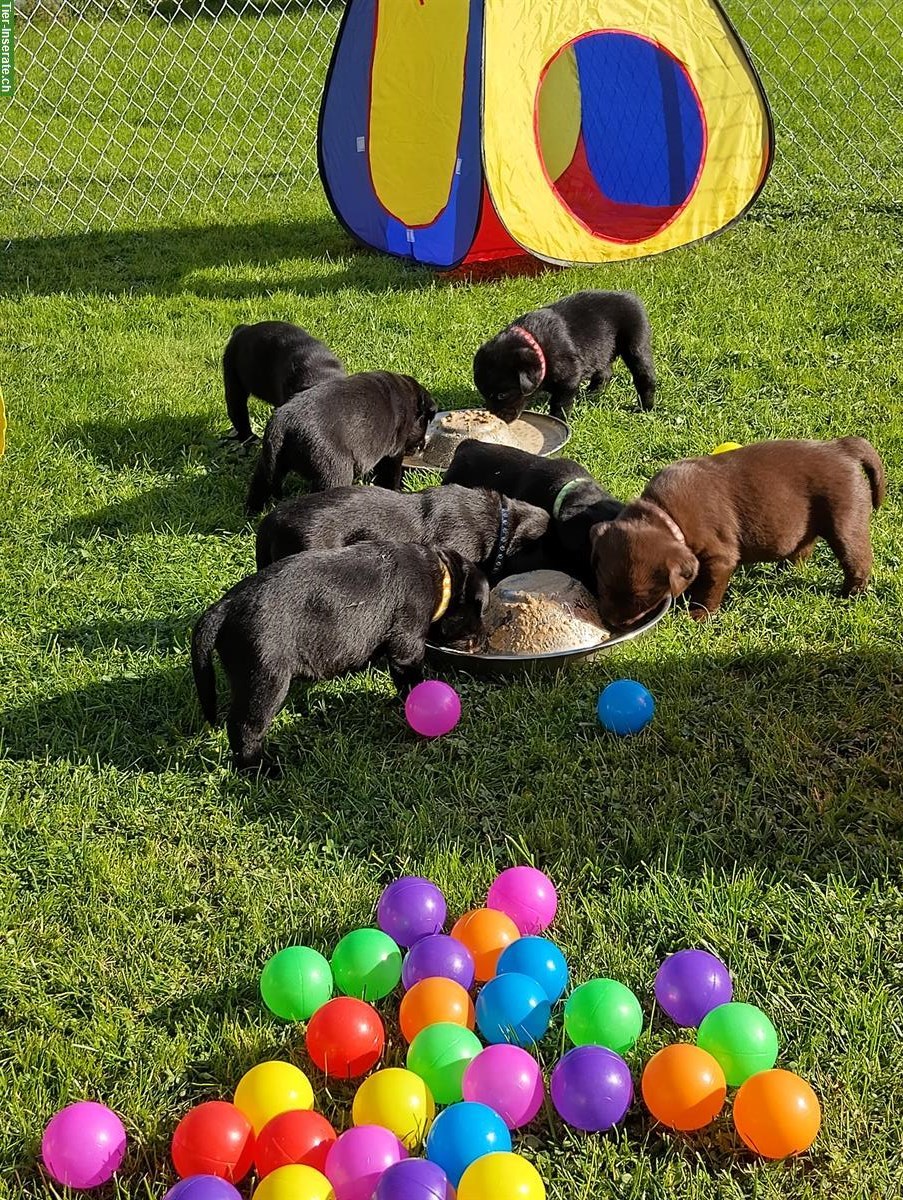 Bild 5: Rassenreine Labrador Welpen in schwarz