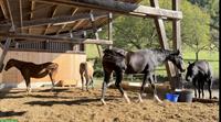 Vermieten Pferde-Offenstallplatz nähe Olten, Sissach, Gelterkinden