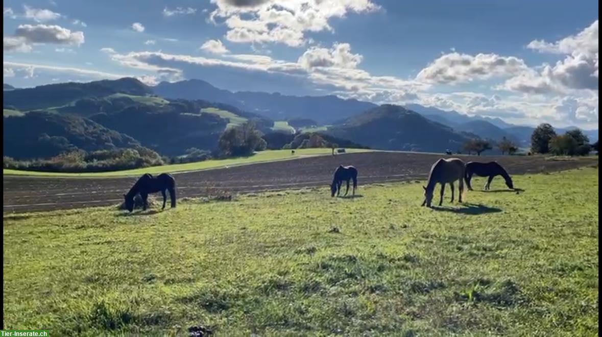 Bild 3: Vermieten Pferde-Offenstallplatz nähe Olten, Sissach, Gelterkinden