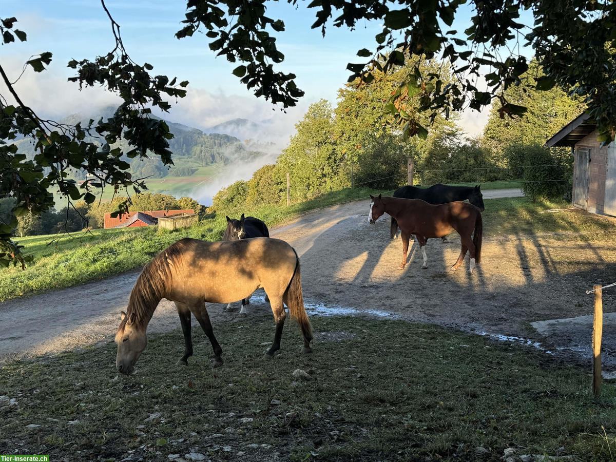 Bild 5: Vermieten Pferde-Offenstallplatz nähe Olten, Sissach, Gelterkinden