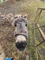 Mini Esel Stute gesucht