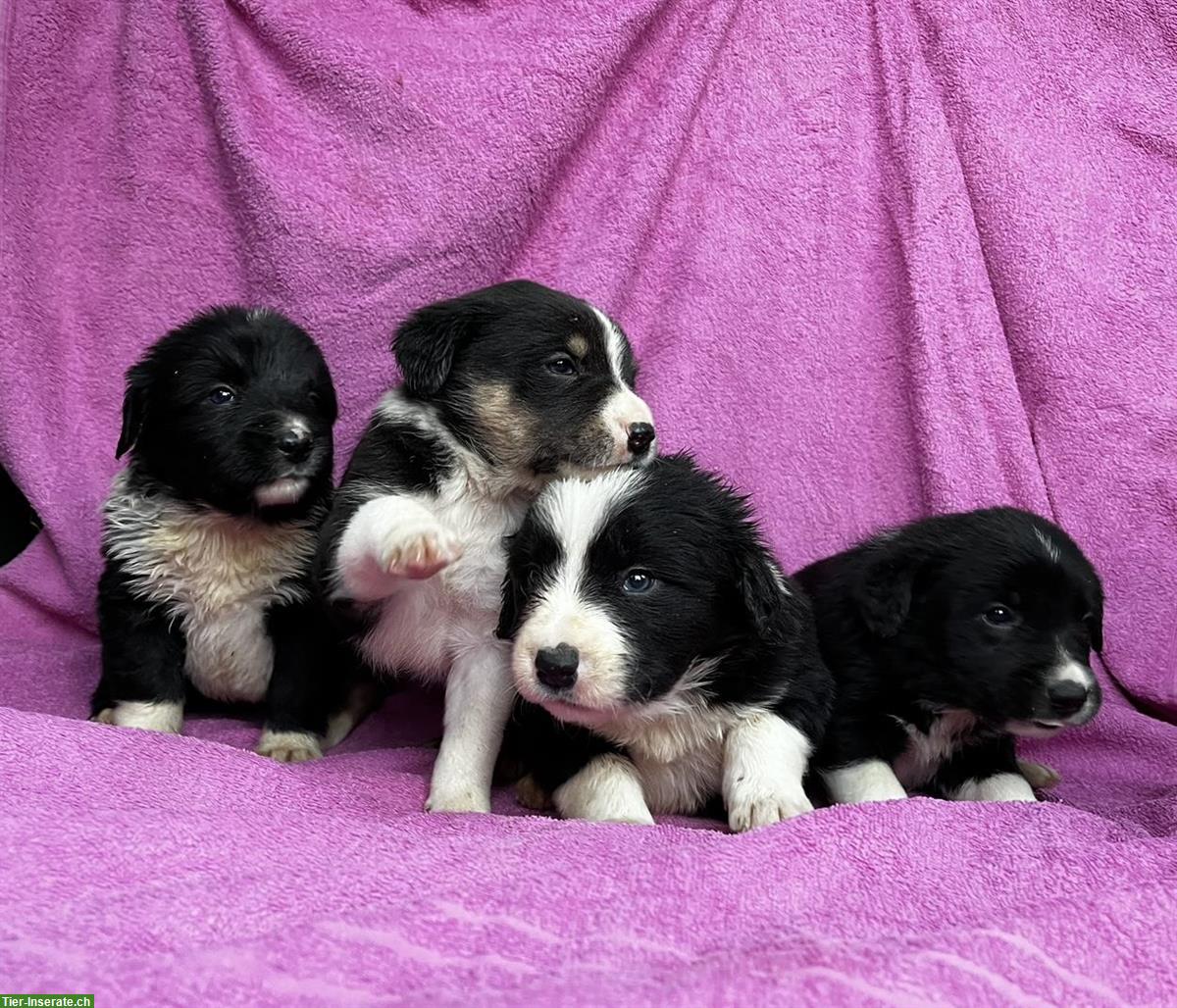 Bild 2: Border Collie x Appenzeller Welpen, sehr lieb