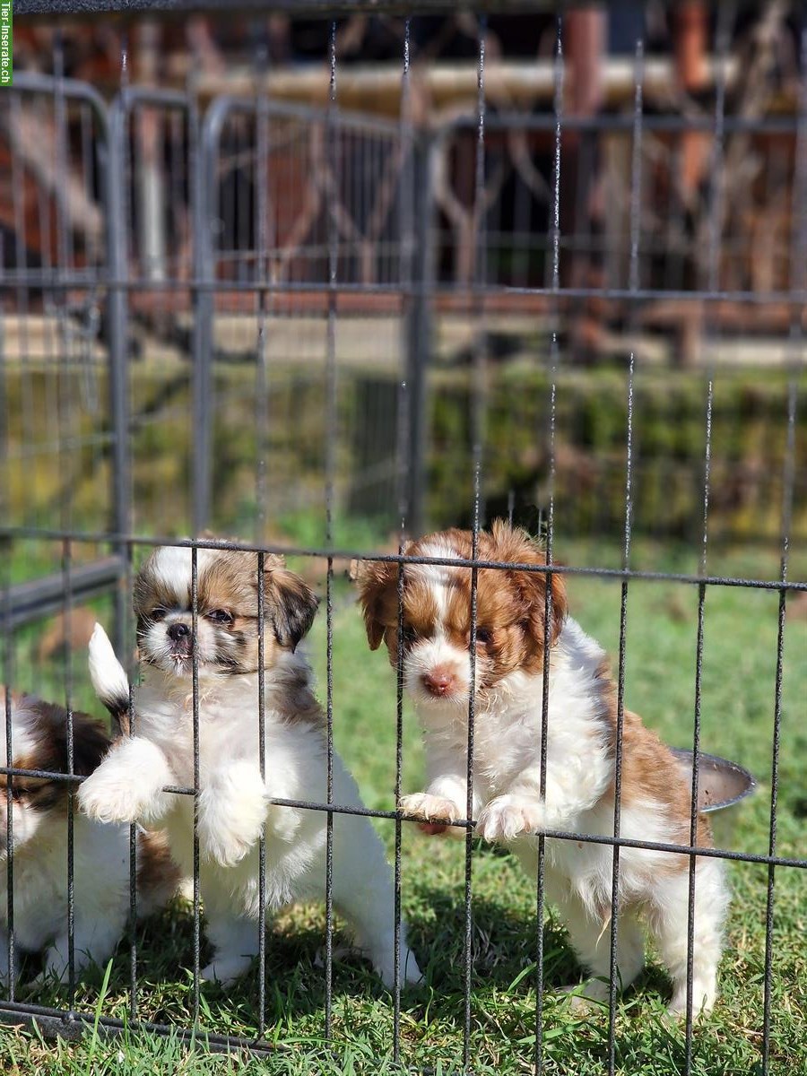 Bild 2: Mischling Welpen aus dem Tierschutz