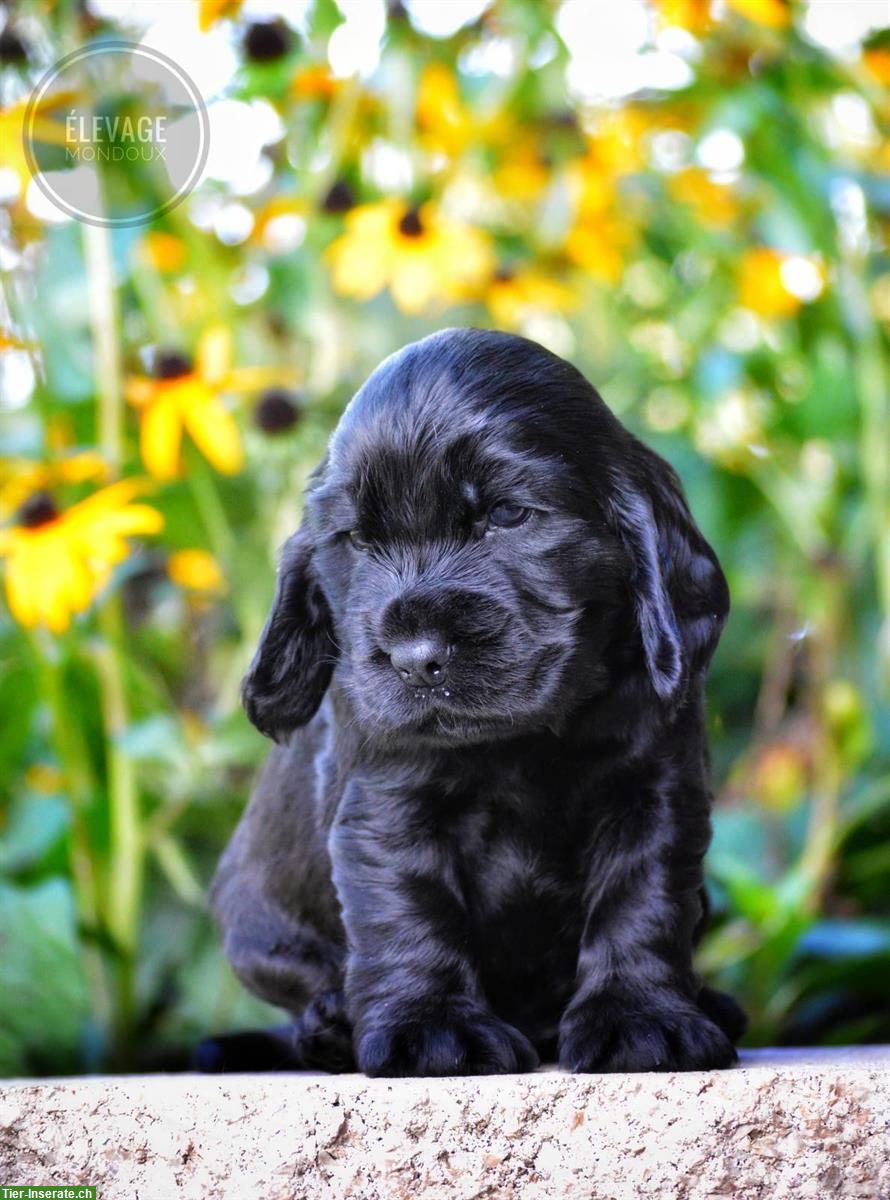 Wunderschöne English Cocker Spaniel Welpen