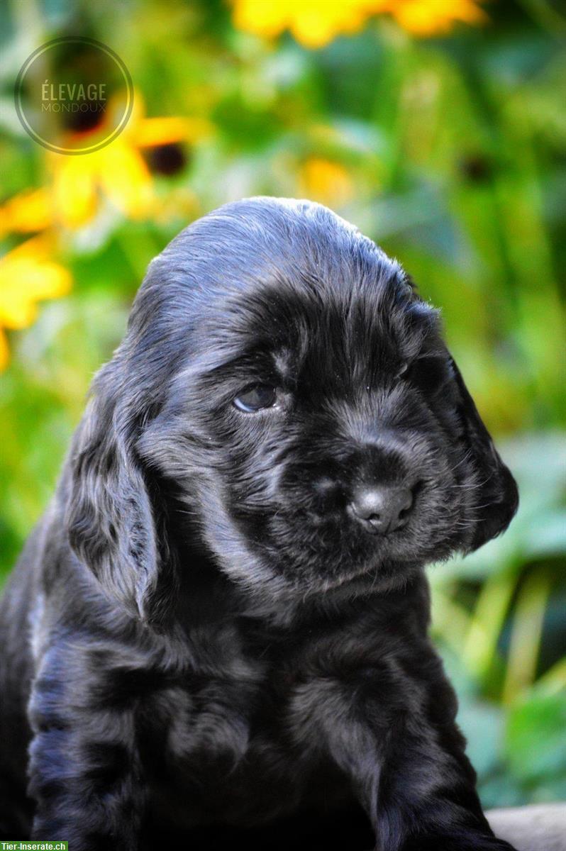 Bild 2: Wunderschöne English Cocker Spaniel Welpen