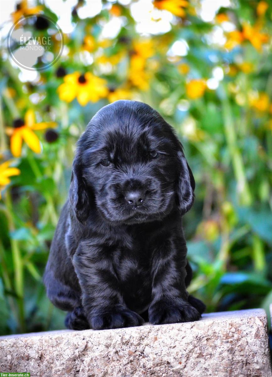 Bild 3: Wunderschöne English Cocker Spaniel Welpen