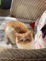 Junger Exotic Shorthair Kater sucht Zuhause