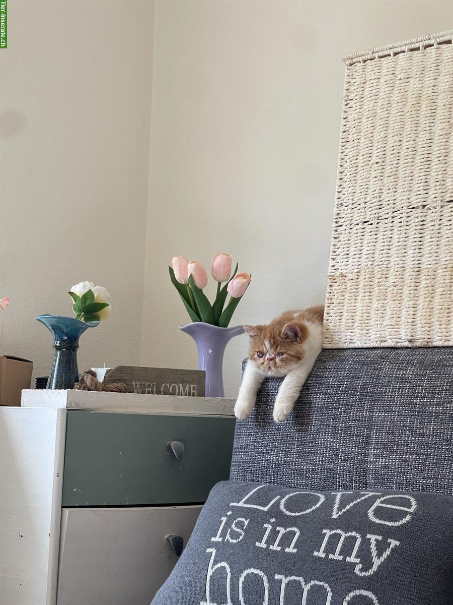 Bild 3: Junger Exotic Shorthair Kater sucht Zuhause