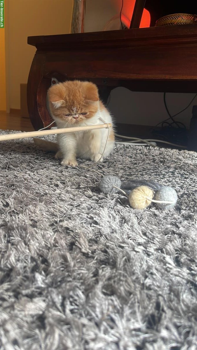 Bild 5: Junger Exotic Shorthair Kater sucht Zuhause