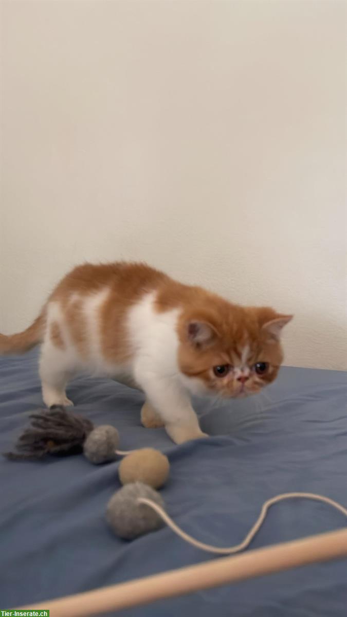 Bild 6: Junger Exotic Shorthair Kater sucht Zuhause