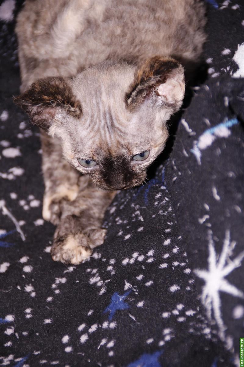 Bild 10: Devon Rex Kätzchen suchen ein Zuhause