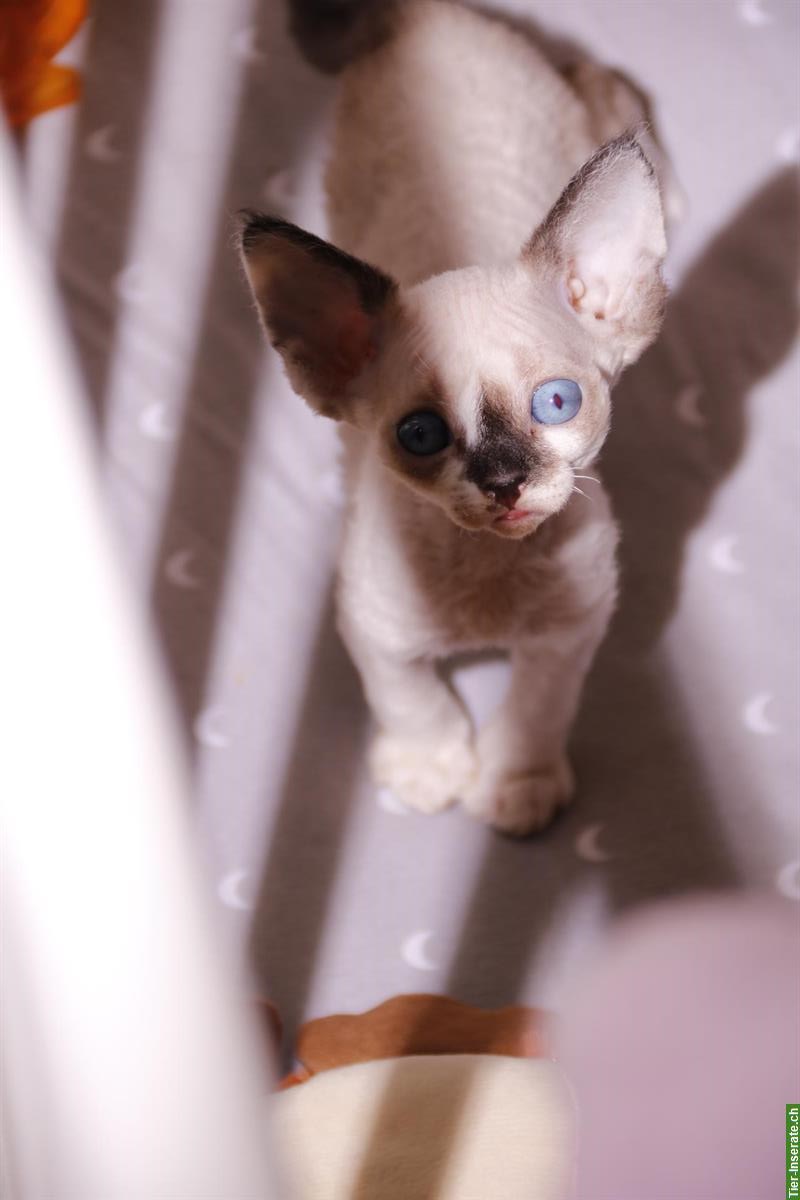 Bild 6: Devon Rex Kätzchen suchen ein Zuhause