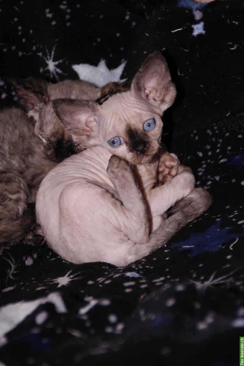 Bild 7: Devon Rex Kätzchen suchen ein Zuhause