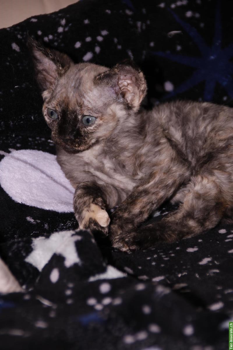 Bild 9: Devon Rex Kätzchen suchen ein Zuhause