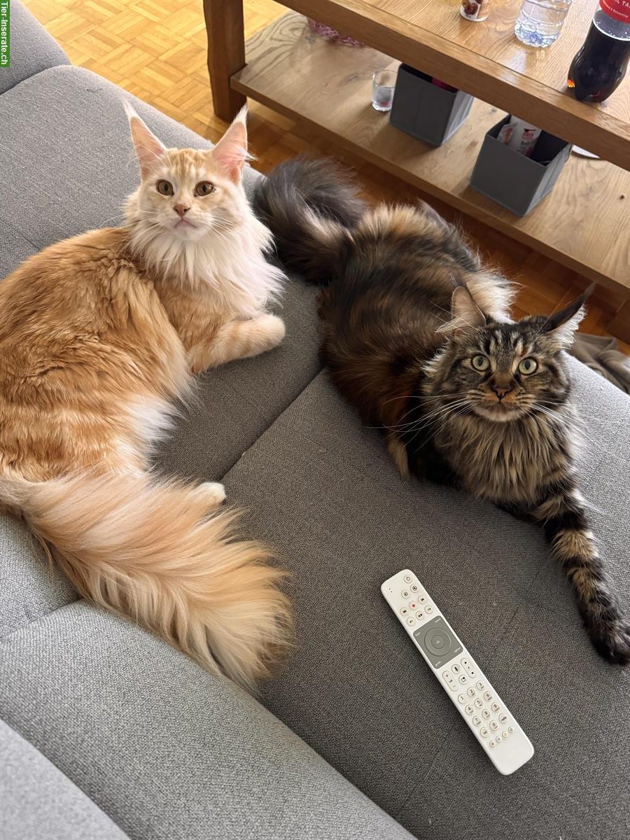 Maine Coon Katzen Nava & Nala suchen liebes Zuhause