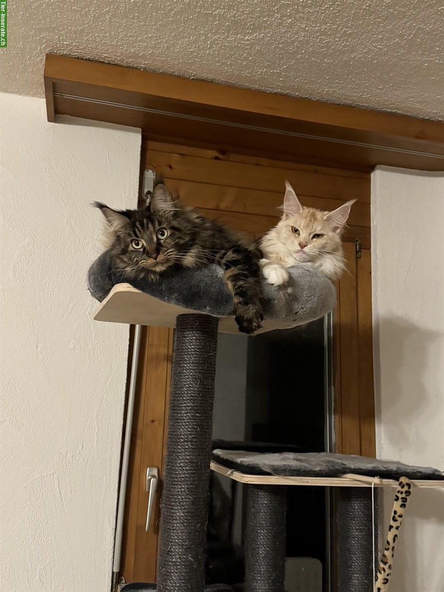 Bild 2: Maine Coon Katzen Nava & Nala suchen liebes Zuhause